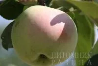 Саженцы яблони АПРЕЛЬСКОЕ