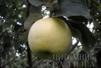 Саженцы яблони АНТОНОВКА
