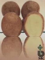 Семена картофеля Жанна