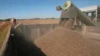 Семена Гречихи (ЭС) Девятка