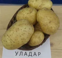 Семенной картофель из Беларуси, Уладар