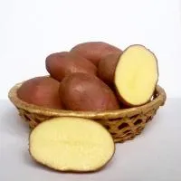 Семенной картофель сорт Ред Скарлетт