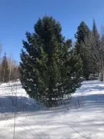 Саженцы Кедра